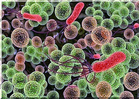 bacteria