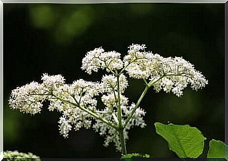 Elderflower as a treatment for neuralgia