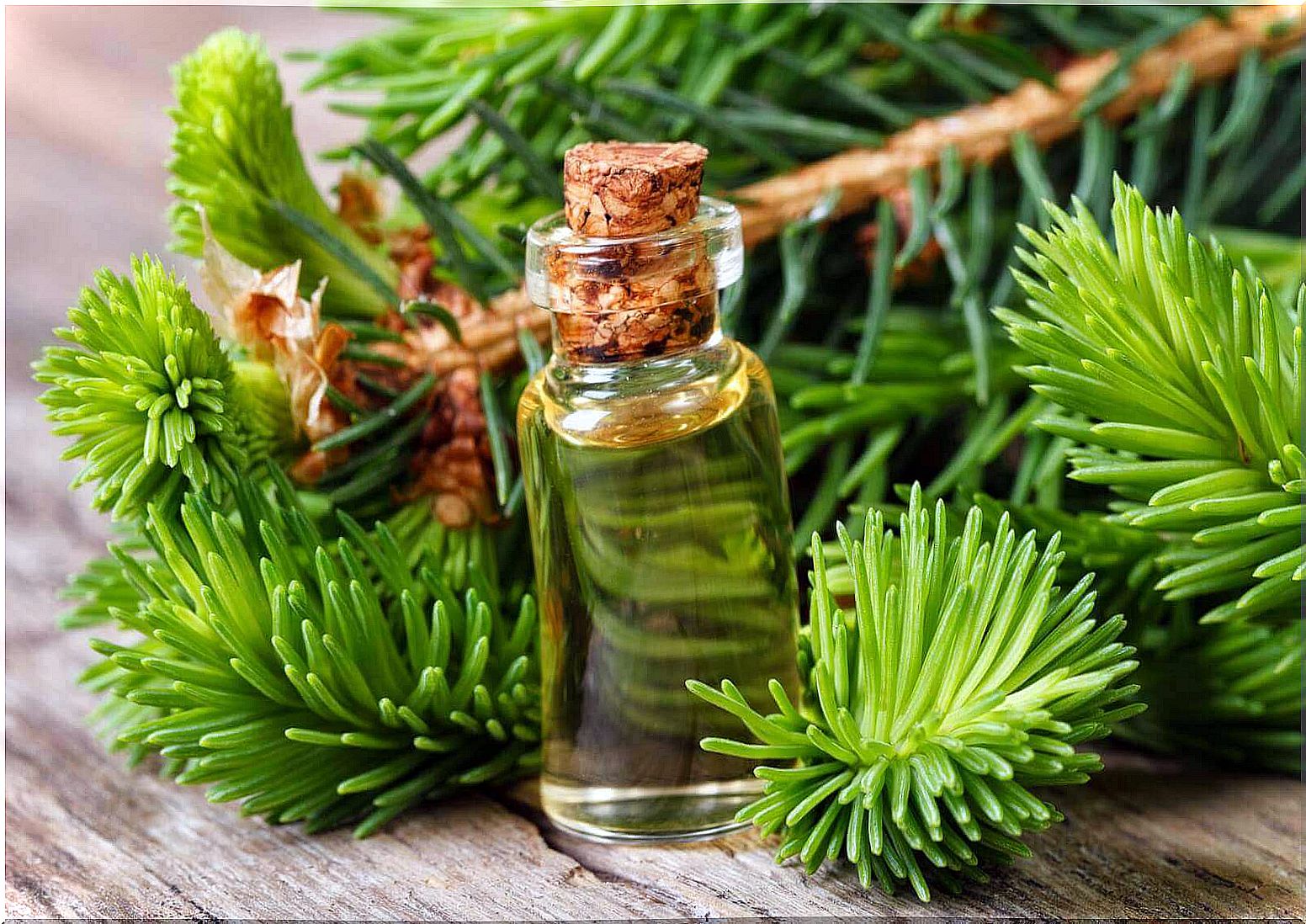 Pine needles as a natural room fragrance dispenser