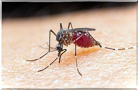 4 original tips against mosquitoes