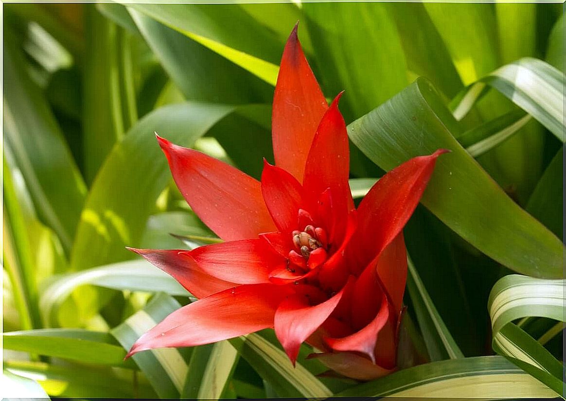 Red flower of the Guzmania