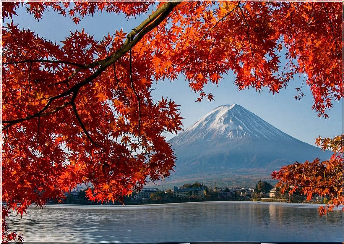 Maple Trees Mount Fuji