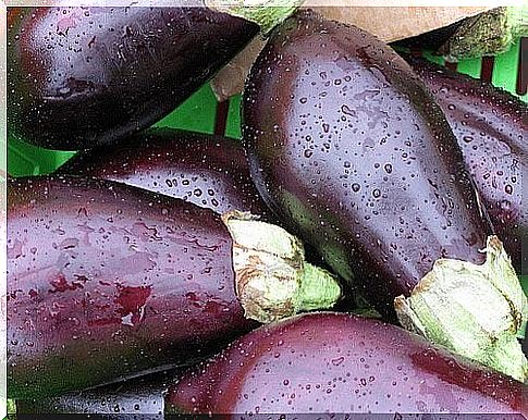 Eggplant