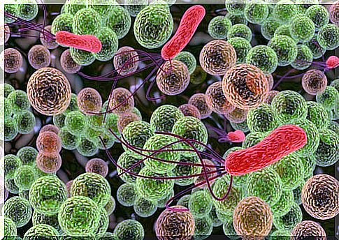 Bacteria that can damage your immune system