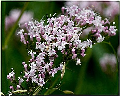 valerian medicinal plant sleeping tea