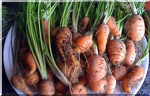 home-grown carrots