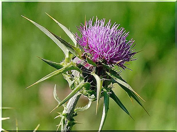 Milk thistle