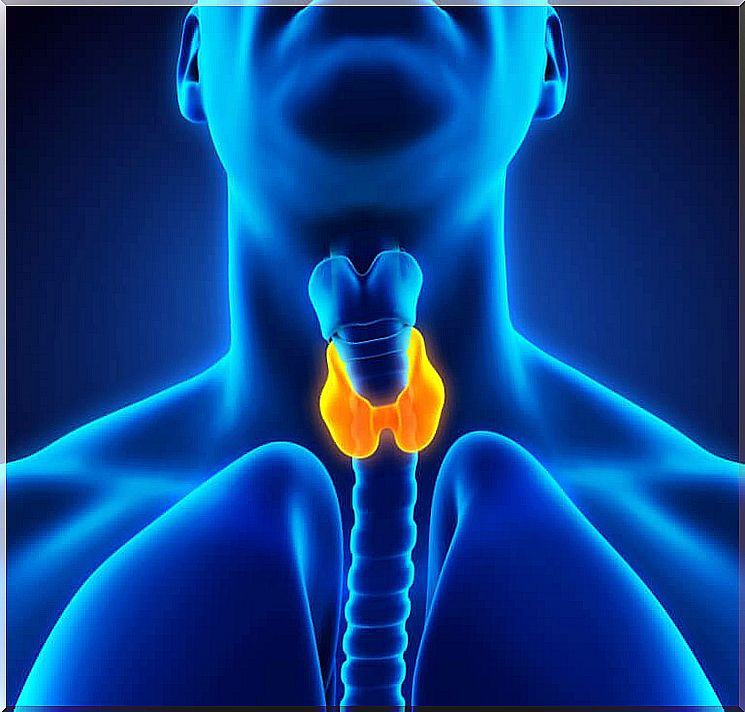 Illustration of a thyroid gland