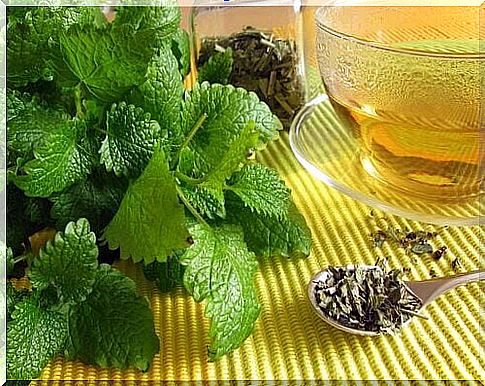 Lemon balm 