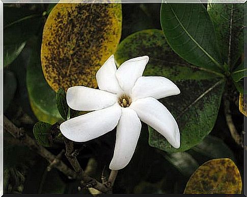 Tiare flower for natural fragrances