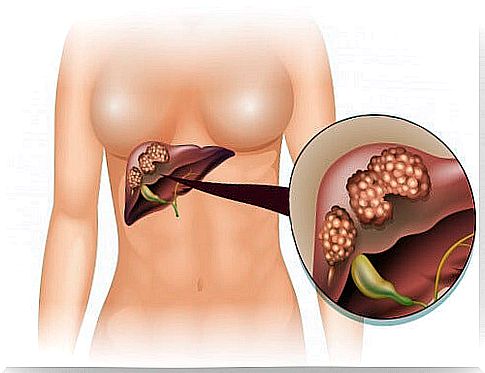 Liver in the human body