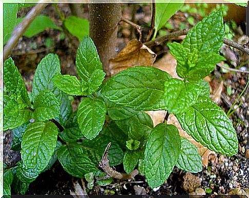 Mint: a versatile herb