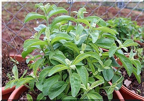 Stevia plant