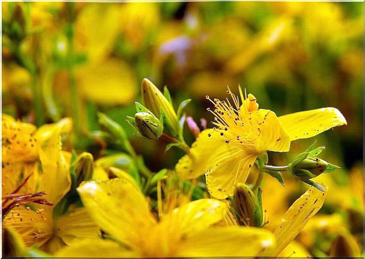 St. John's wort medicinal plant