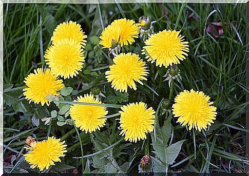 Dandelions for the liver