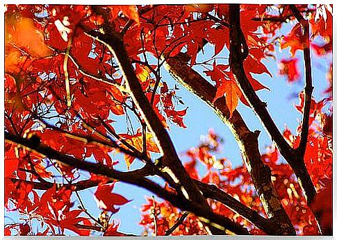 Fall wedding