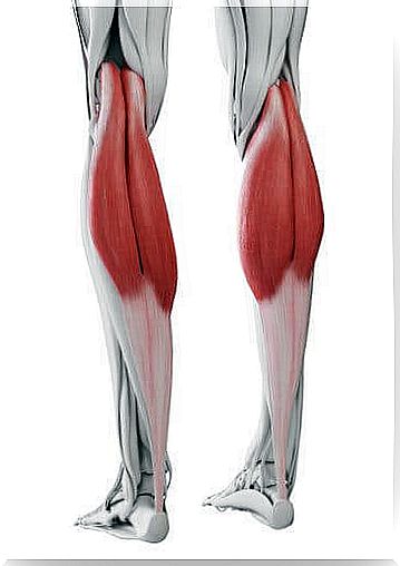 Representation of the calf muscles