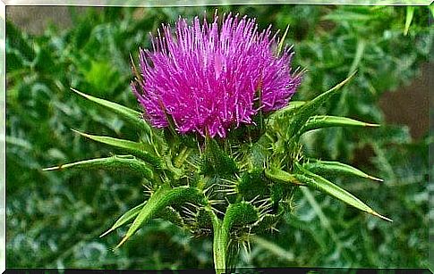 Liver tea made from milk thistle